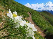Laghi di Ponteranica dai Piani dell’Avaro con splendide fioriture – 1giu26  - FOTOGALLERY
